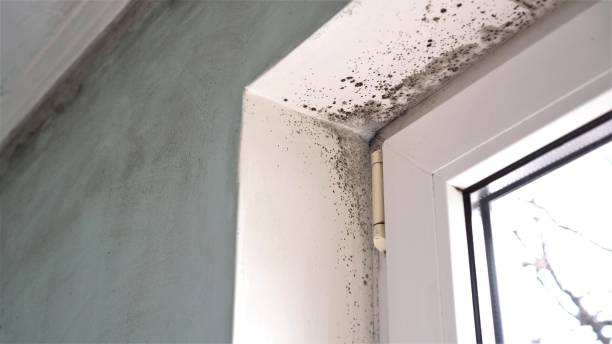 Best Bathroom Mold Remediation in Silverton, OH