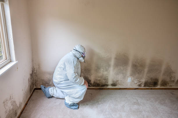 Best HVAC Mold Remediation in Silverton, OH