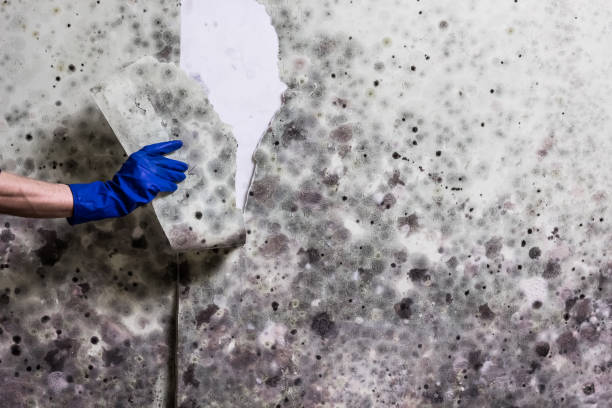 Best DIY Mold Remediation Support Services in Silverton, OH