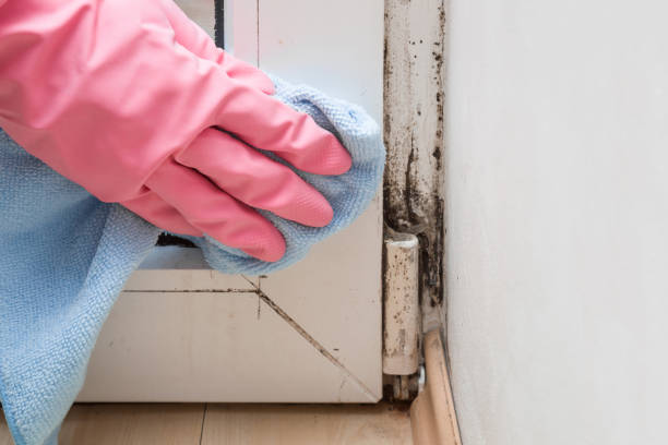 Professional Mold Remediation in Silverton, OH